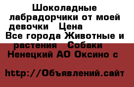 Шоколадные лабрадорчики от моей девочки › Цена ­ 25 000 - Все города Животные и растения » Собаки   . Ненецкий АО,Оксино с.